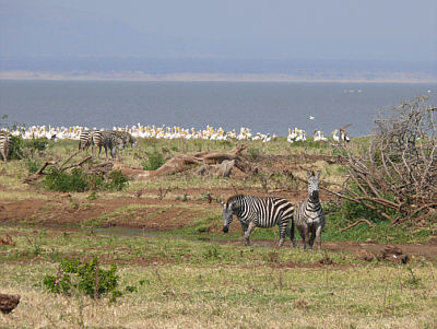 Pelikankolonie am Ufer des Lake Manyara, Lake Manyara Nationalpark