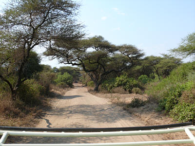 Straße im Lake Manyara Nationalpark