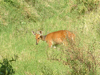 Schirrantilope im Lake Manyara Nationalpark