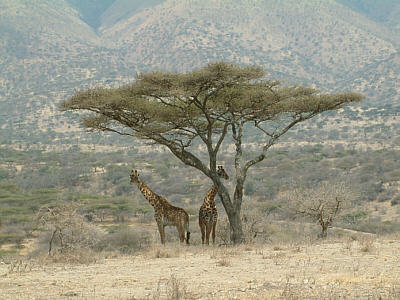 Giraffen und Akazie in der Ngorongoro Conservation Area