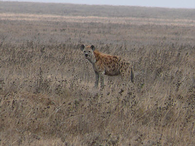 Tüpfelhyäne im Serengeti Nationalpark