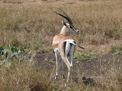 Männliche Grantgazelle im Serengeti Nationalpark