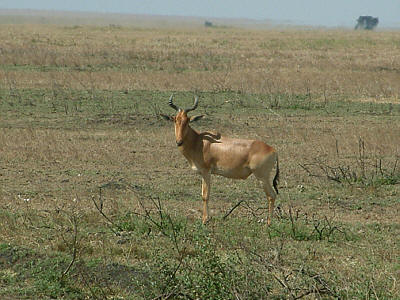 Kuhantilope im Serengeti Nationalpark