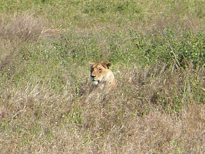 Löwin im Serengeti Nationalpark