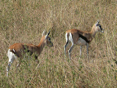 Weibliche Thomsongazellen im Serengeti Nationalpark