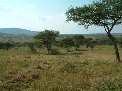 Landschaft im Serengeti Nationalpark