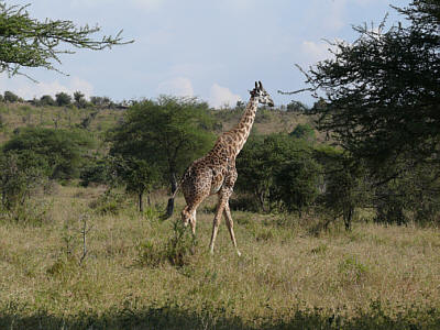 Giraffe im Serengeti Nationalpark
