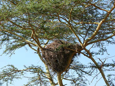 Nest eines Hammerkopfes im Serengeti Nationalpark