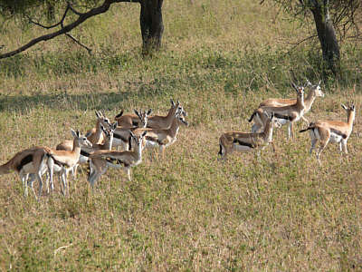 Thomsongazellen im Serengeti Nationalpark