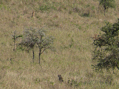 Geparde im Serengeti Nationalpark