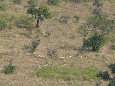 vor den Geparden fliehende Grantgazellen (Serengeti NP)