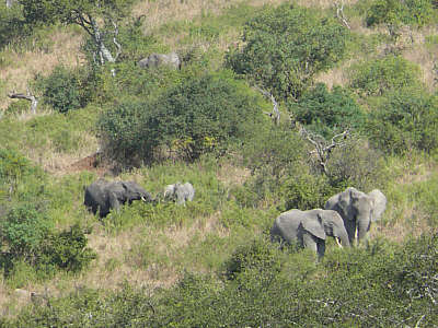 Elefanten im Serengeti Nationalpark