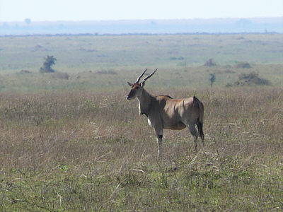 Elenantilope im Serengeti Nationalpark