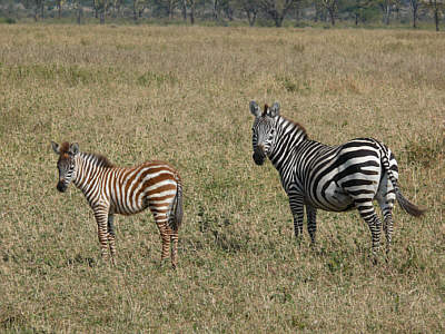 Zebras im Serengeti Nationalpark