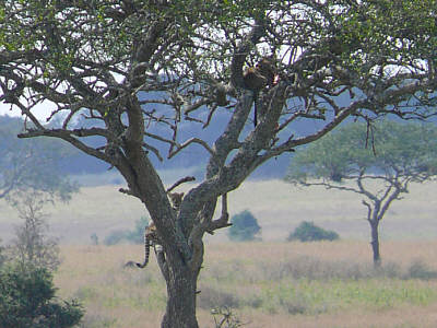 Zwei Leoparden in einem Baum im Serengeti Nationalpark