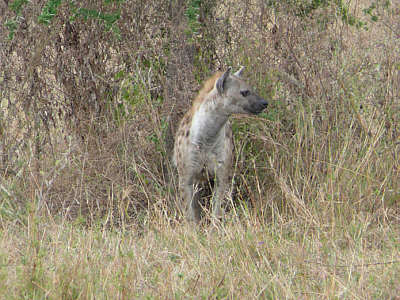 Hyäne im Serengeti Nationalpark