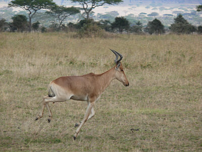 Kuhantilope im Serengeti Nationalpark