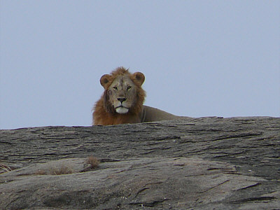 Löwe im Serengeti Nationalpark