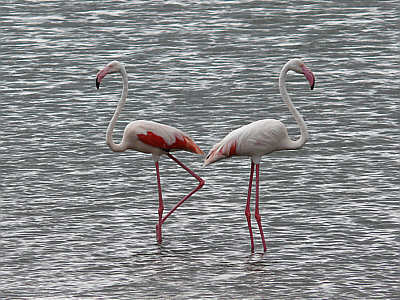 Flamingos am Lake Magadi im Serengeti Nationalpark