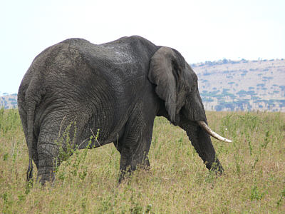 Elefant im Serengeti Nationalpark