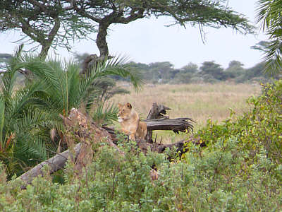 Löwin im Serengeti Nationalpark