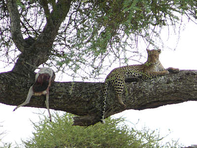Leopard im Serengeti Nationalpark