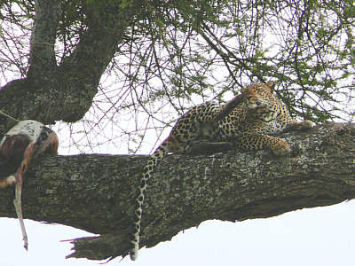 Leopard im Serengeti Nationalpark
