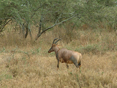 Topi im Serengeti Nationalpark
