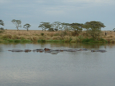 Flusspferde in einem kleinen See im Serengeti Nationalpark