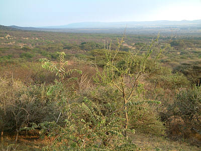 Ausblick auf einen Teil des Serengeti Nationalparks