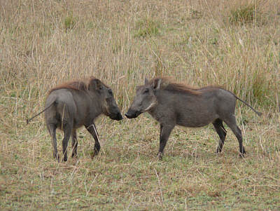 Warzenschweine im Serengeti Nationalpark