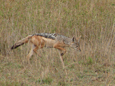Schabrackenschakal im Serengeti Nationalpark