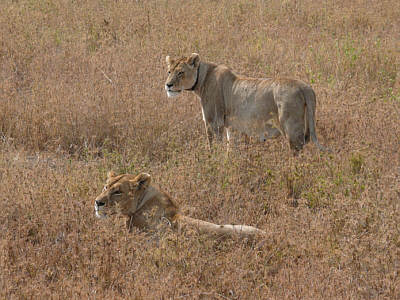 Löwinnen im Serengeti Nationalpark