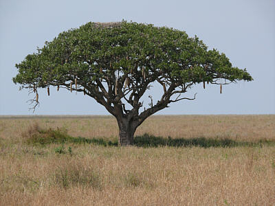 Leberwurstbaum im Serengeti Nationalpark