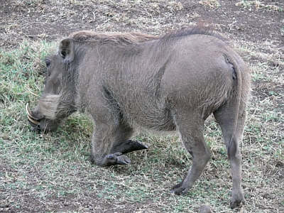 Warzenschwein im Ngorongoro Crater Nationalpark