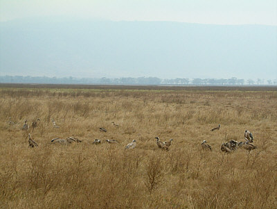 Weißrücken- und Sperbergeier im Ngorongoro Crater Nationalpark