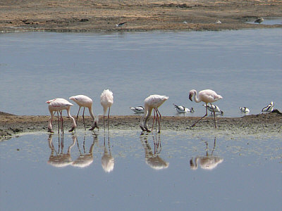 Flamingos und Säbelschnäbler im Ngorongoro Crater Nationalpark