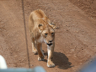 Löwin im Ngorongoro Crater Nationalpark