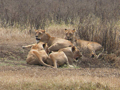 Löwenrudel im Ngorongoro Crater Nationalpark