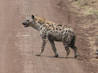 Tüpfelhyäne im Ngorongoro Crater Nationalpark