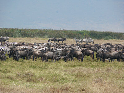Gnus und Zebras im Ngorongoro Crater Nationalpark