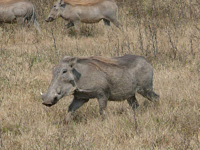 Warzenschweine im Ngorongoro Crater Nationalpark