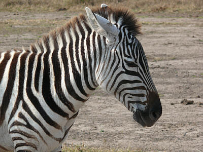 Zebra im Ngorongoro Crater Nationalpark
