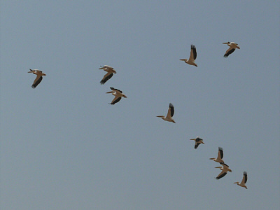 Fliegende Pelikane zwischen Mto wa Mbu und Makuyuni