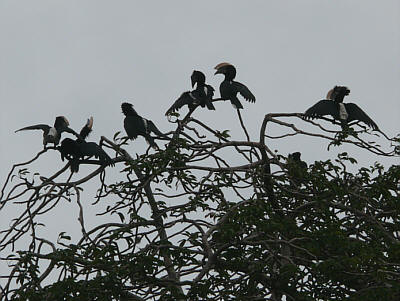 Silberwangenhornvögel, Diani Beach, Kenya