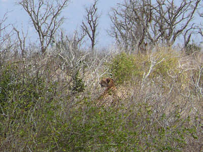 Gepard im Tsavo East Nationalpark