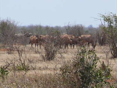 Oryxantilopen im Tsavo East Nationalpark