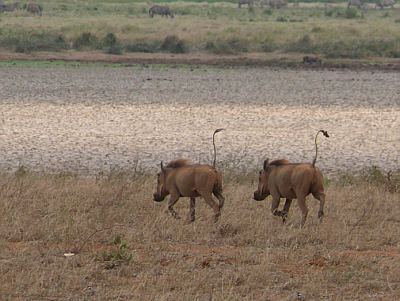 Warzenschweine im Tsavo East Nationalpark