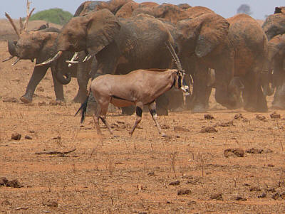 Elefanten und Oryx im Tsavo East Nationalpark