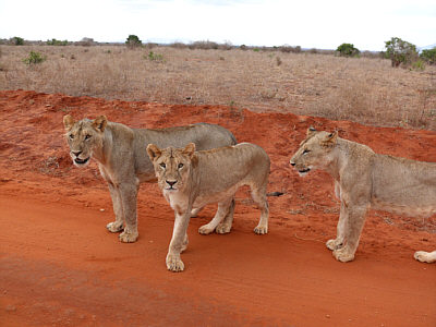 Löwen im Tsavo East Nationalpark